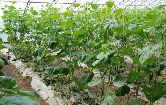 NYC纽约国际太阳宫早教中心农场一日游