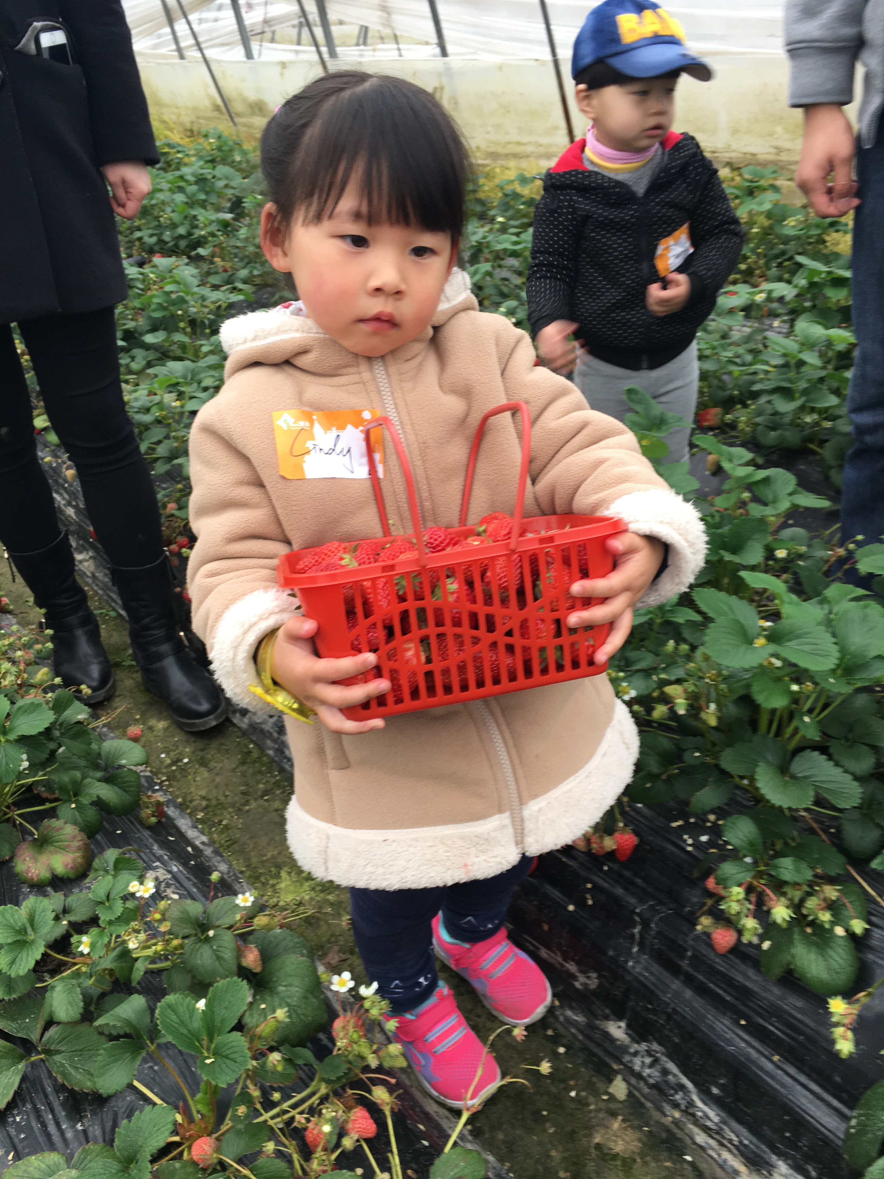 NYC纽约国际上海仲盛中心：采草莓一日游活动回顾
