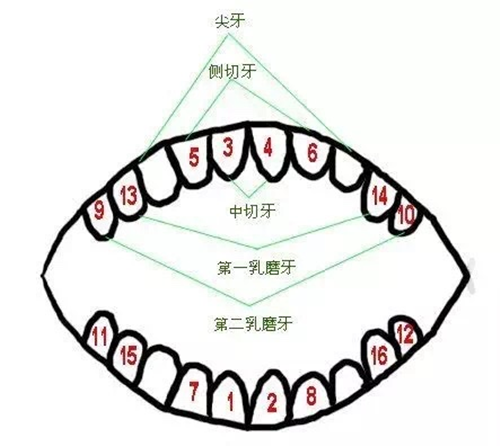 【NYC育儿分享】宝宝牙齿萌出时间和顺序