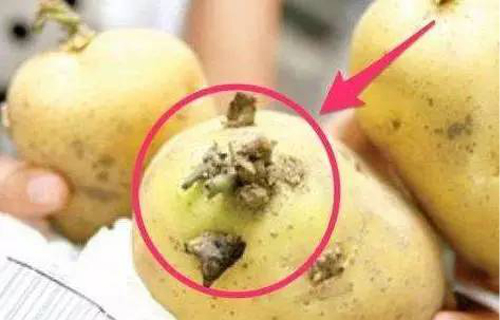 最适合宝宝的8种食物快回家做给宝宝吃吧