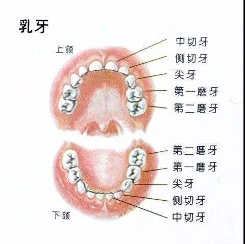 看牙，从2岁开始！