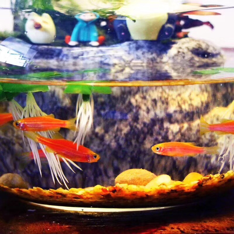 NYC纽约国际早教悠唐中心