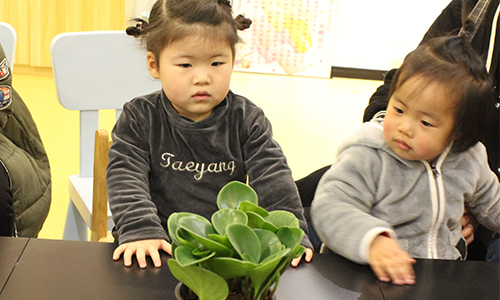 NYC纽约国际温州鹿城早教中心植树节回顾