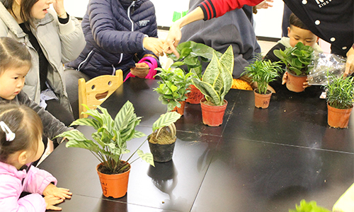 NYC纽约国际温州鹿城早教中心植树节回顾