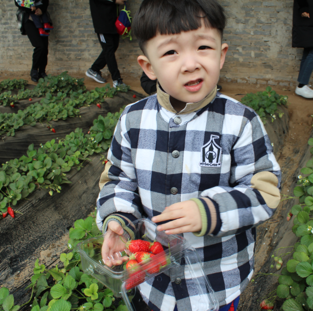 NYC纽约国际邯郸早教中心：草莓采摘活动回顾     多肉      