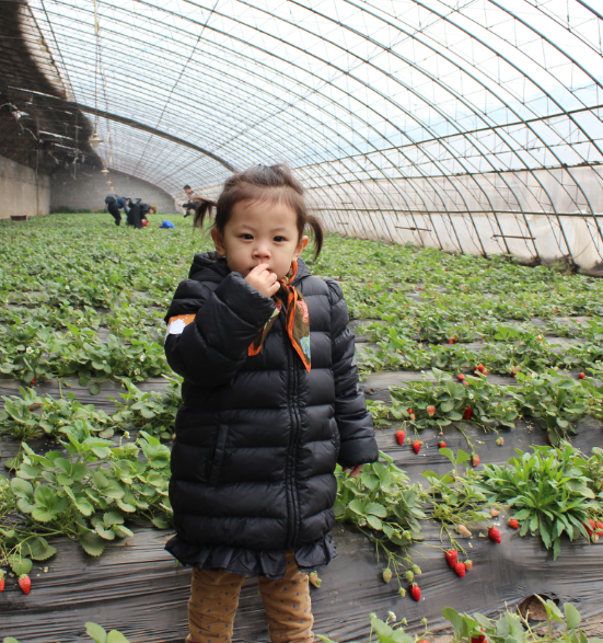 NYC纽约国际邯郸早教中心：草莓采摘活动回顾     多肉      