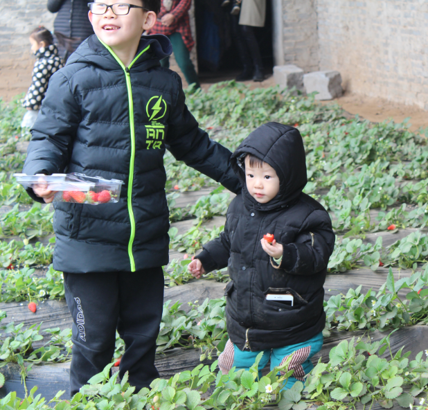 NYC纽约国际邯郸早教中心：草莓采摘活动回顾     多肉      