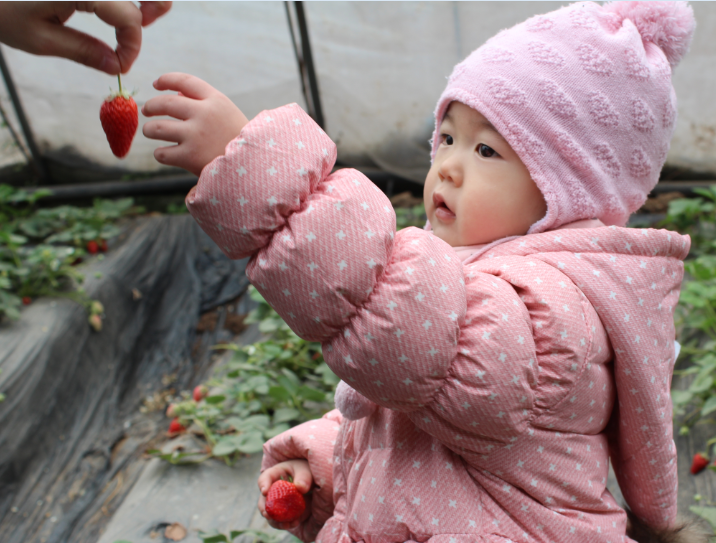 NYC纽约国际邯郸早教中心：草莓采摘活动回顾     多肉      