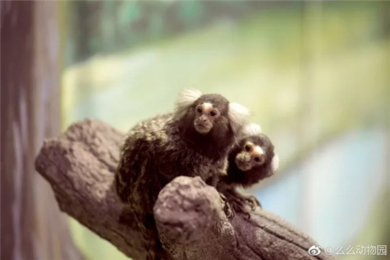 NYC大连印象城中心：“么么”动物园活动招募